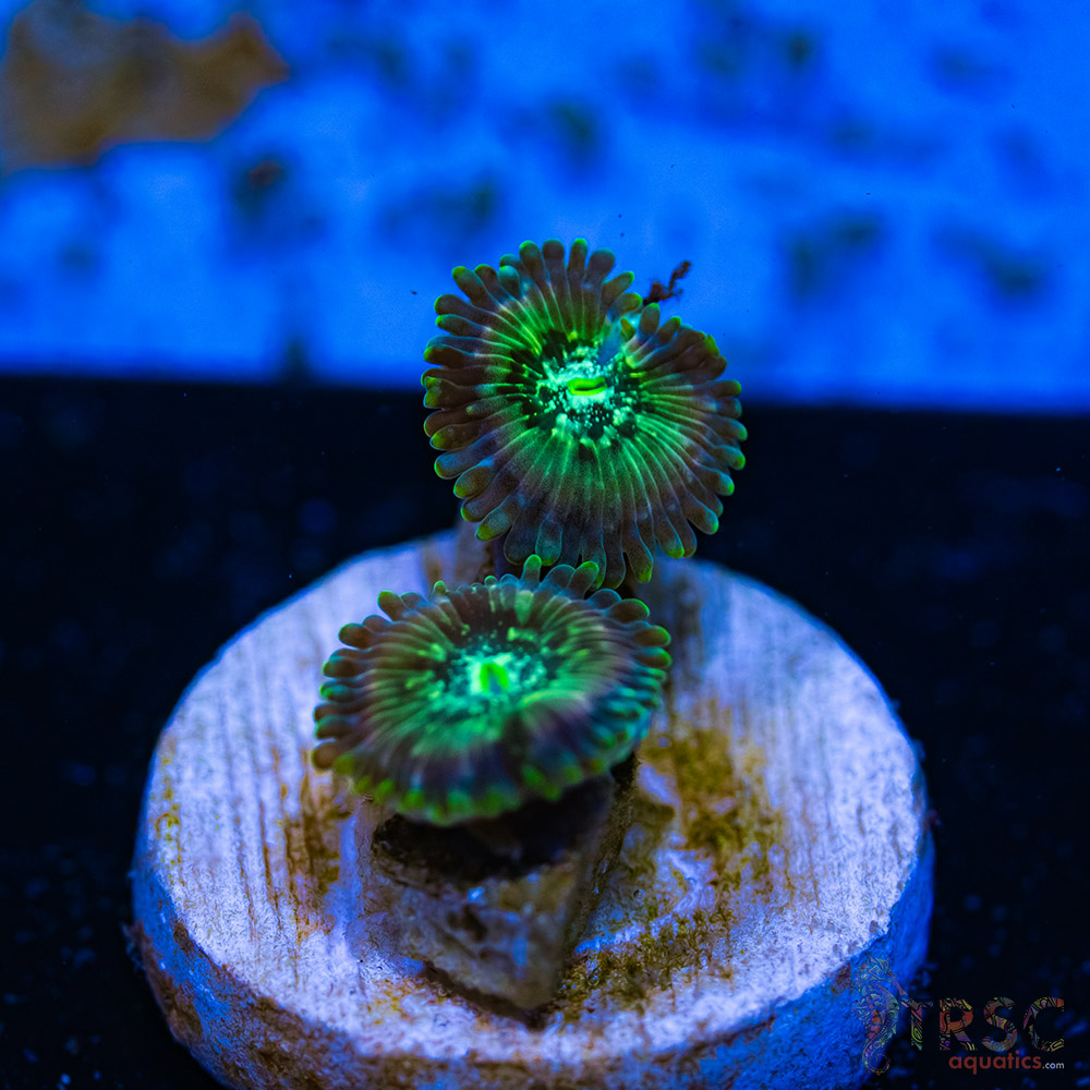 BF Zoa Special E10 3 BF Zoa Special E10