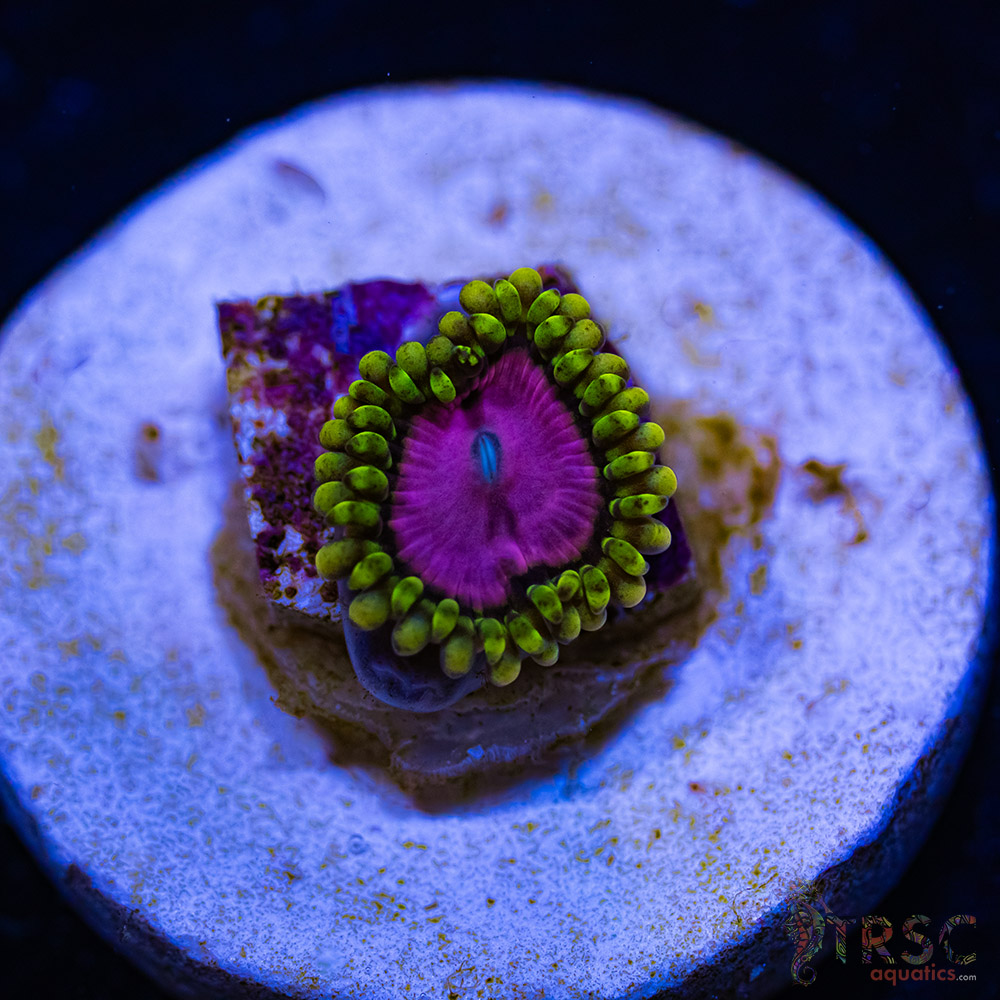 BF Zoa Special F01 3 BF Zoa Special F01