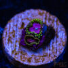 TRSC 11012025 ZOA F03