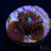BF Zoa Special F04 2 TRSC 11012025 ZOA F04