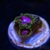 BF Zoa Special F05 2 TRSC 11012025 ZOA F05