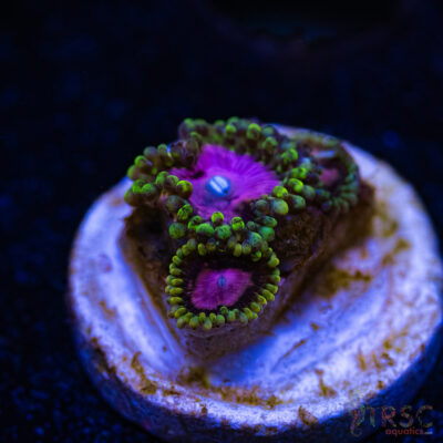 BF Zoa Special F05
