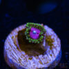 TRSC 11012025 ZOA F06