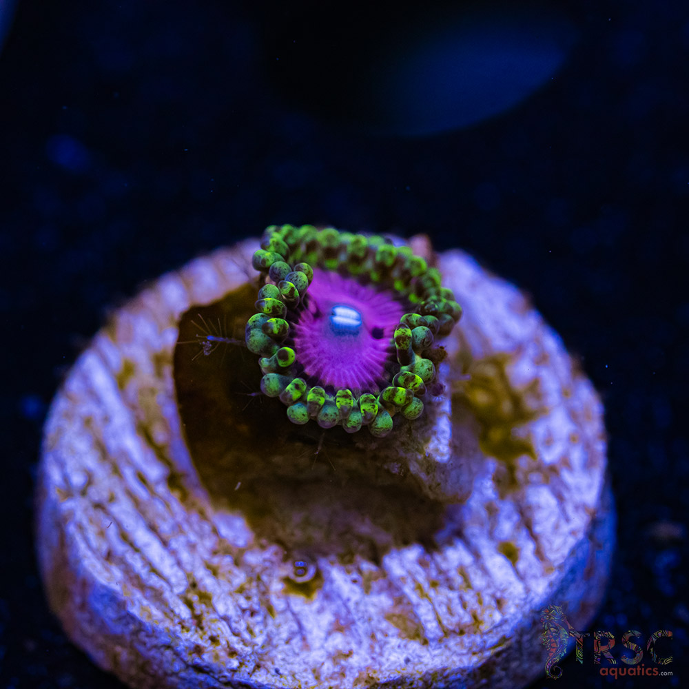 BF Zoa Special F06 3 BF Zoa Special F06