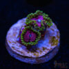 TRSC 11012025 ZOA F07