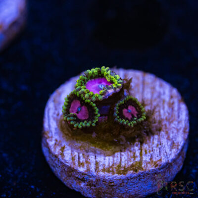 BF Zoa Special F08