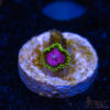 BF Zoa Special F09 1 TRSC 11012025 ZOA F09