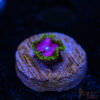 TRSC 11012025 ZOA F10