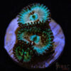 TRSC 11012025 ZOA G01
