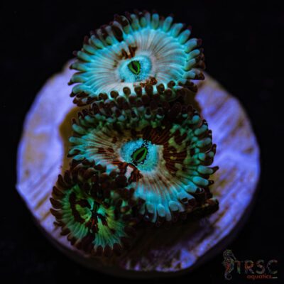 BF Zoa Special G01