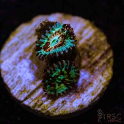BF Zoa Special G02