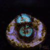 TRSC 11012025 ZOA G04