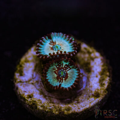 BF Zoa Special G04
