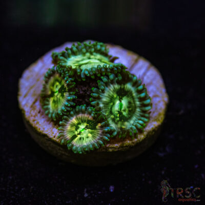 BF Zoa Special G06