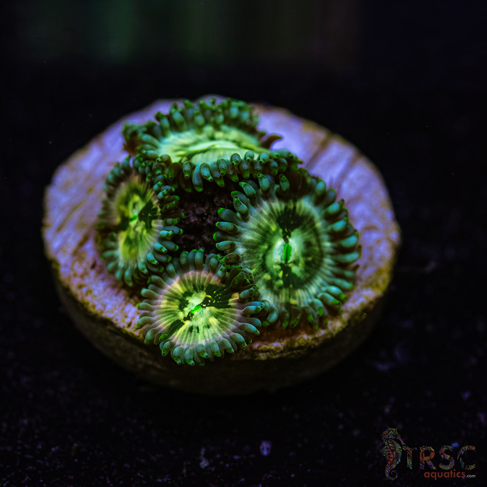 BF Zoa Special G06 3 BF Zoa Special G06