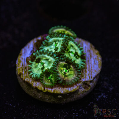 BF Zoa Special G07
