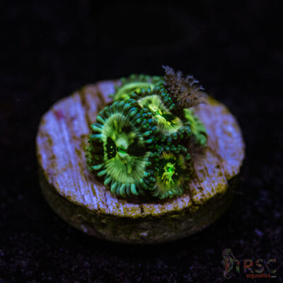 BF Zoa Special G08