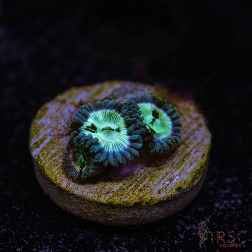 BF Zoa Special G09 3 BF Zoa Special G09