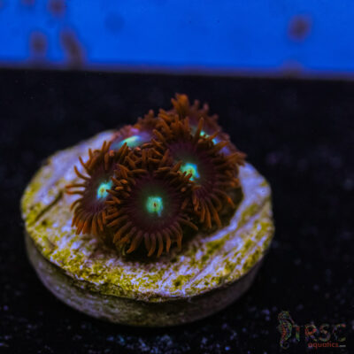 BF Zoa Special G10