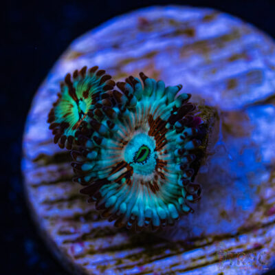 BF Zoa Special H01