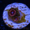 TRSC 11012025 ZOA H02