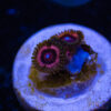 BF Zoa Special H03 1 TRSC 11012025 ZOA H03