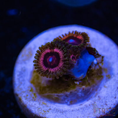 BF Zoa Special H03