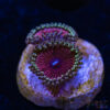 BF Zoa Special H05 2 TRSC 11012025 ZOA H05