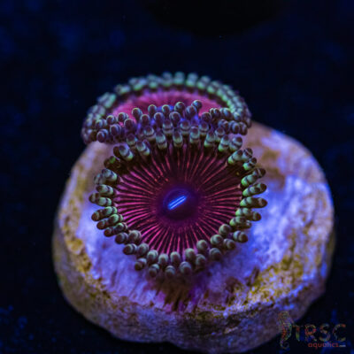 BF Zoa Special H05