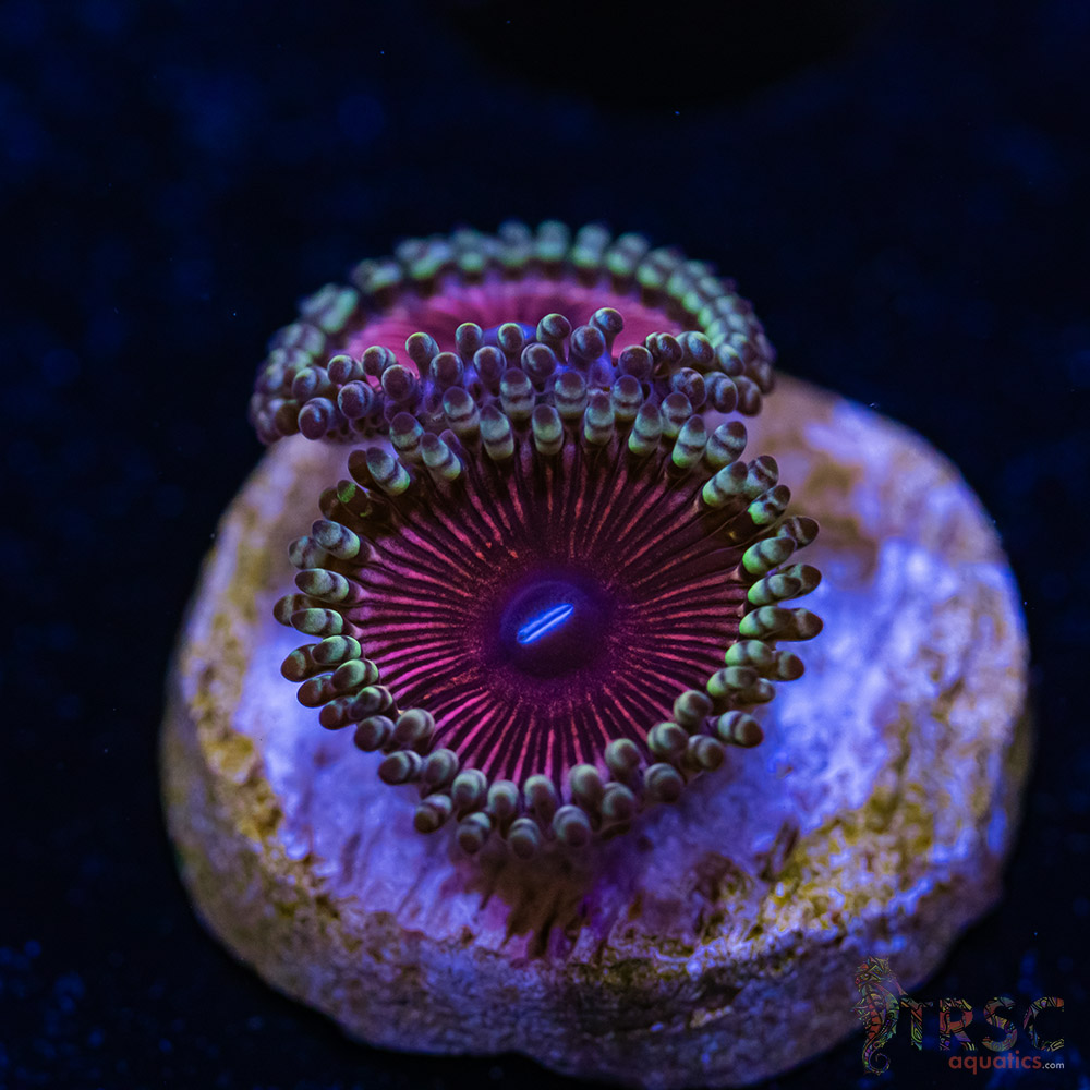 BF Zoa Special H05 3 BF Zoa Special H05