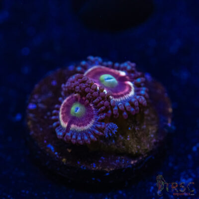 BF Zoa Special H06