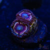 TRSC 11012025 ZOA H07