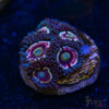 BF Zoa Special H08 1 TRSC 11012025 ZOA H08