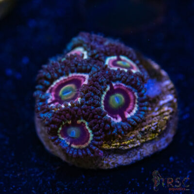 BF Zoa Special H08