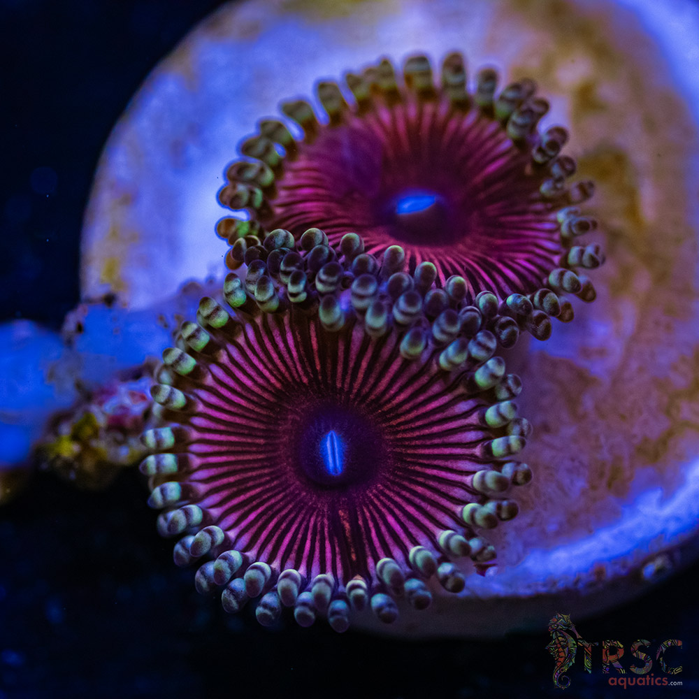 BF Zoa Special I01 3 BF Zoa Special I01