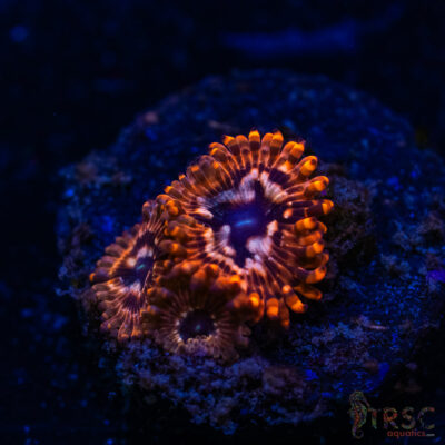 BF Zoa Special I02