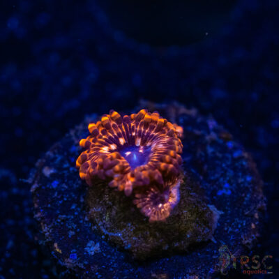 BF Zoa Special I03