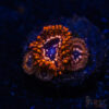 TRSC 11012025 ZOA I04