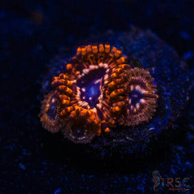 BF Zoa Special I04