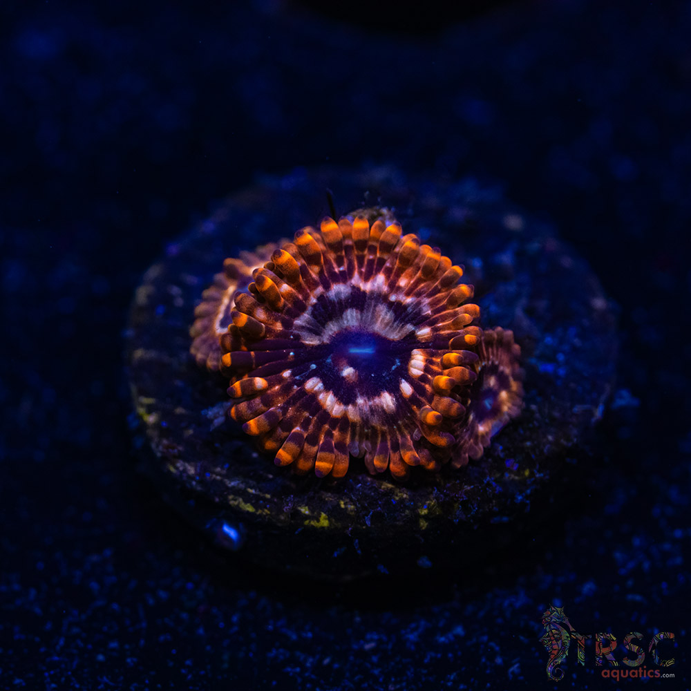 BF Zoa Special I05 3 BF Zoa Special I05