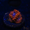 TRSC 11012025 ZOA I07