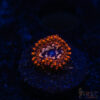 BF Zoa Special I08