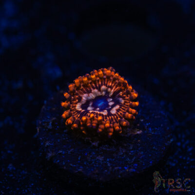 BF Zoa Special I08
