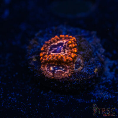 BF Zoa Special I09