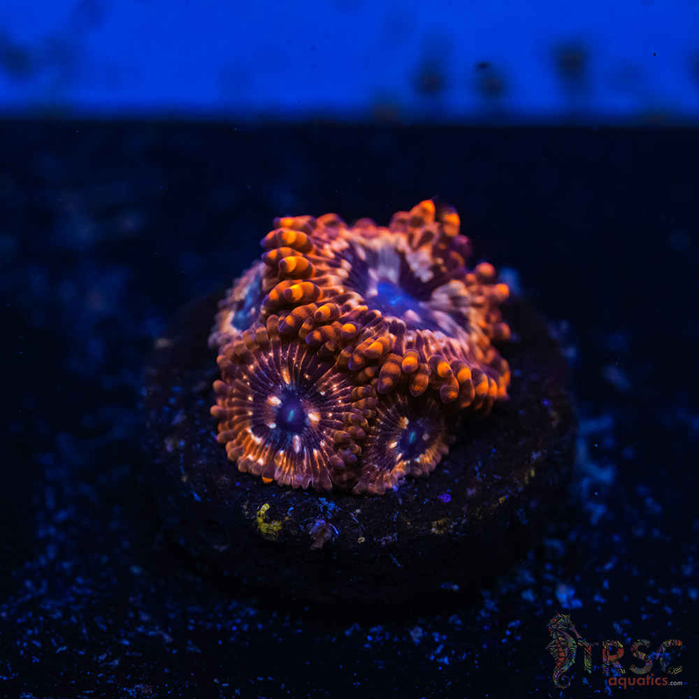 BF Zoa Special I10 3 BF Zoa Special I10