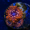 BF Zoa Special J01 2 TRSC 11012025 ZOA J01