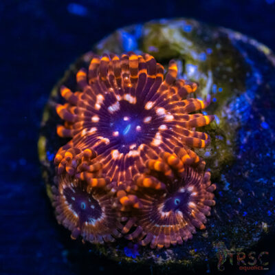 BF Zoa Special J01
