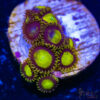 TRSC 11012025 ZOA J02
