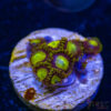 TRSC 11012025 ZOA J03