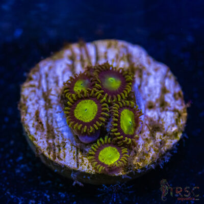 BF Zoa Special J04